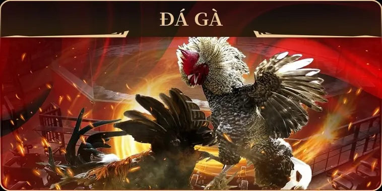 Tuyệt Chiêu Cách Chơi Đá Gà GA28 Tại GD365 Bách Chiến Bách Thắng 2 Tuyệt Chiêu Cách Chơi Đá Gà GA28 Tại GD365 Bách Chiến Bách Thắng