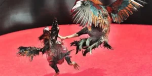 Bật Mí Cách Chơi Đá Gà Sabong Tại GD365 Kiếm Tiền Triệu Cực Dễ