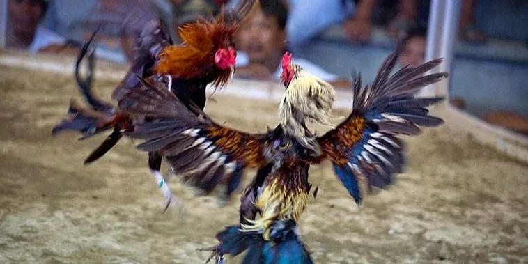 Bật Mí Cách Chơi Đá Gà Sabong Tại GD365 Kiếm Tiền Triệu Cực Dễ 2 Bật Mí Cách Chơi Đá Gà Sabong Tại GD365 Kiếm Tiền Triệu Cực Dễ